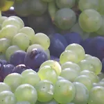 Champagne Gilmaire-etienne Bed & Breakfast