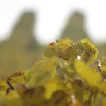 Bed & Breakfast Champagne Gilmaire-etienne