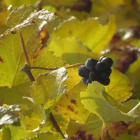 Panzió Champagne Gilmaire-etienne