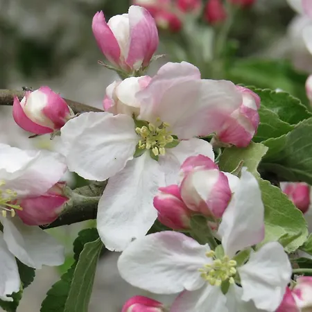 Panzió Champagne Gilmaire-etienne