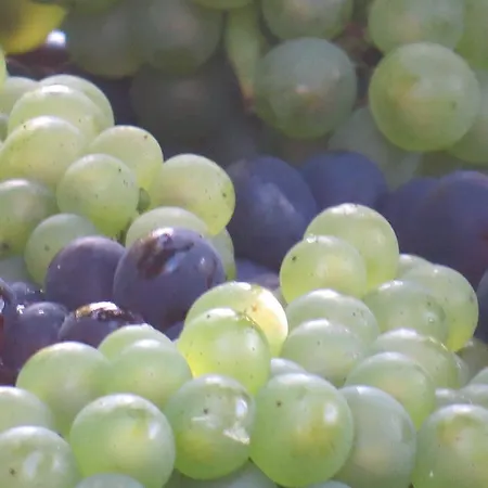 Champagne Gilmaire-etienne Panzió