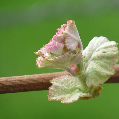 Panzió Champagne Gilmaire-etienne Binson-et-Orquigny