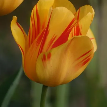 Champagne Gilmaire-etienne Binson-et-Orquigny