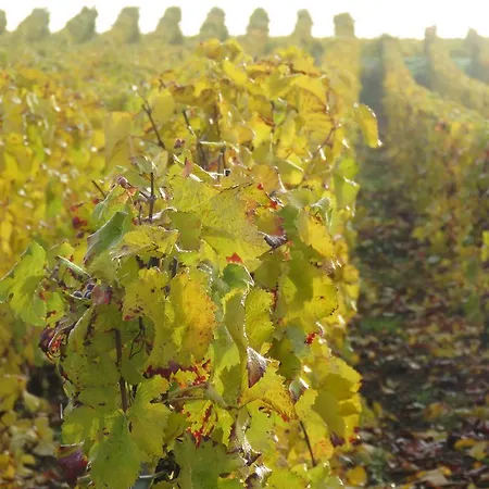 Champagne Gilmaire-etienne Bed & Breakfast 3*