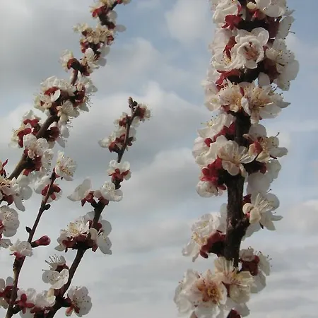 Champagne Gilmaire-etienne 3* Binson-et-Orquigny