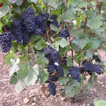 Champagne Gilmaire-etienne Binson-et-Orquigny