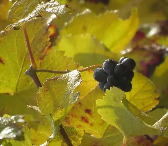 Bed & Breakfast Champagne Gilmaire-etienne