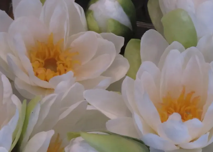 Champagne Gilmaire-etienne 3*