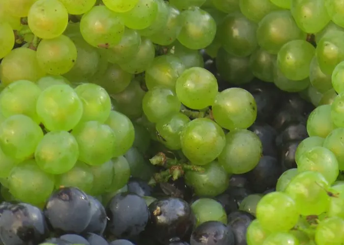 Champagne Gilmaire-etienne 3* Binson-et-Orquigny