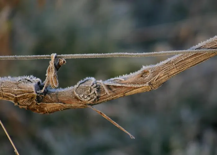 Champagne Gilmaire-etienne