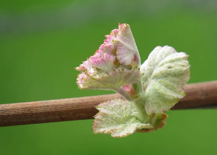 Bed & Breakfast Champagne Gilmaire-etienne Binson-et-Orquigny