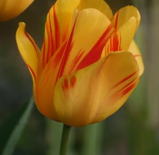 Champagne Gilmaire-etienne Binson-et-Orquigny