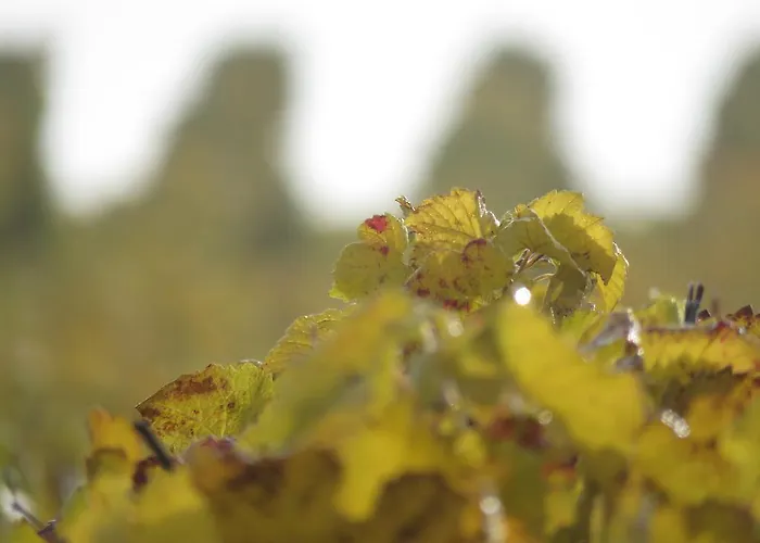 Bed & Breakfast Champagne Gilmaire-etienne