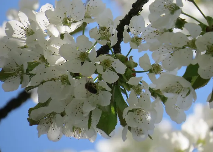 Champagne Gilmaire-etienne Binson-et-Orquigny
