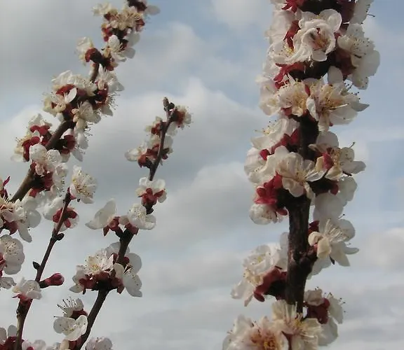 Champagne Gilmaire-etienne 3* Binson-et-Orquigny